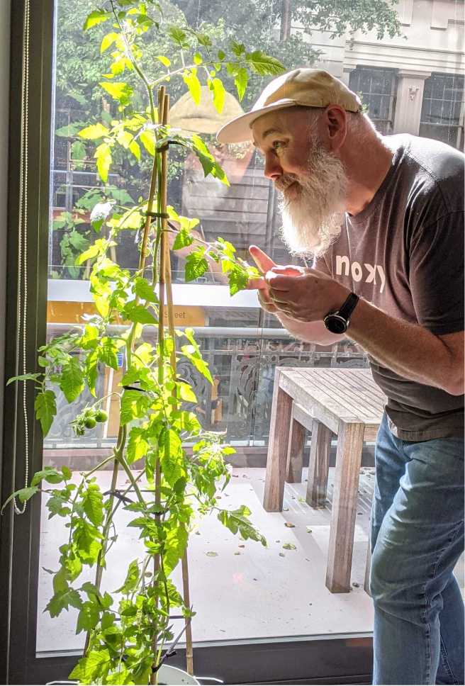 Rob inspecting the tomatoes Rob inspecting the tomatoes